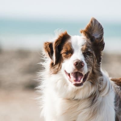 Pets and animals