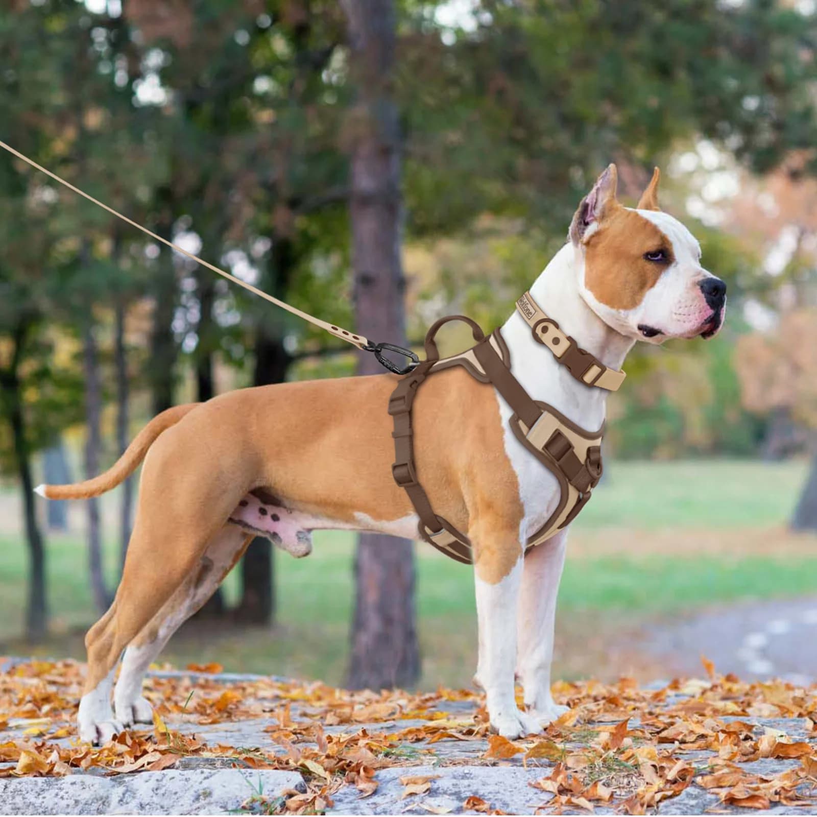 Dog Harness No Pull Adjustable Chest Strap Large Small S M L XL Chocolate UK — image 6