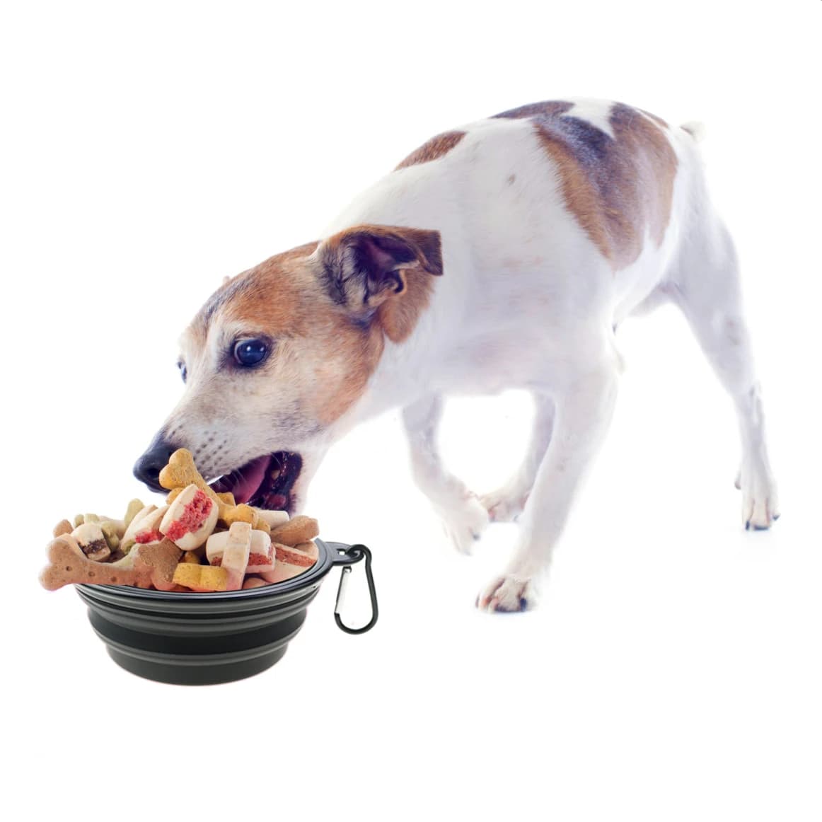 Collapsible Silicone Pet Dog Bowl Portable Travel Water Food Feeder for Camping — image 6